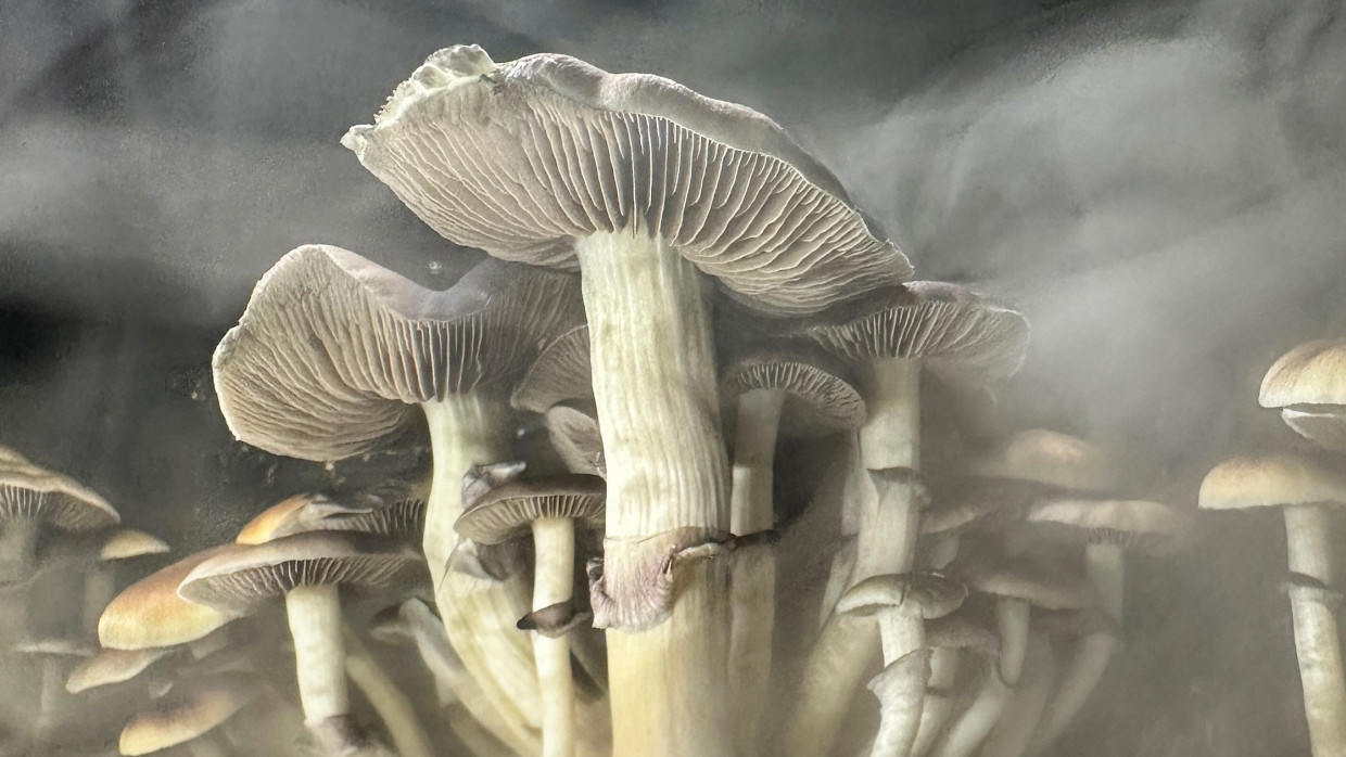 Psychoaktive Substanzen aus „magic mushrooms“ könnten zukünftig zu therapeutischen Zwecken genutzt werden.