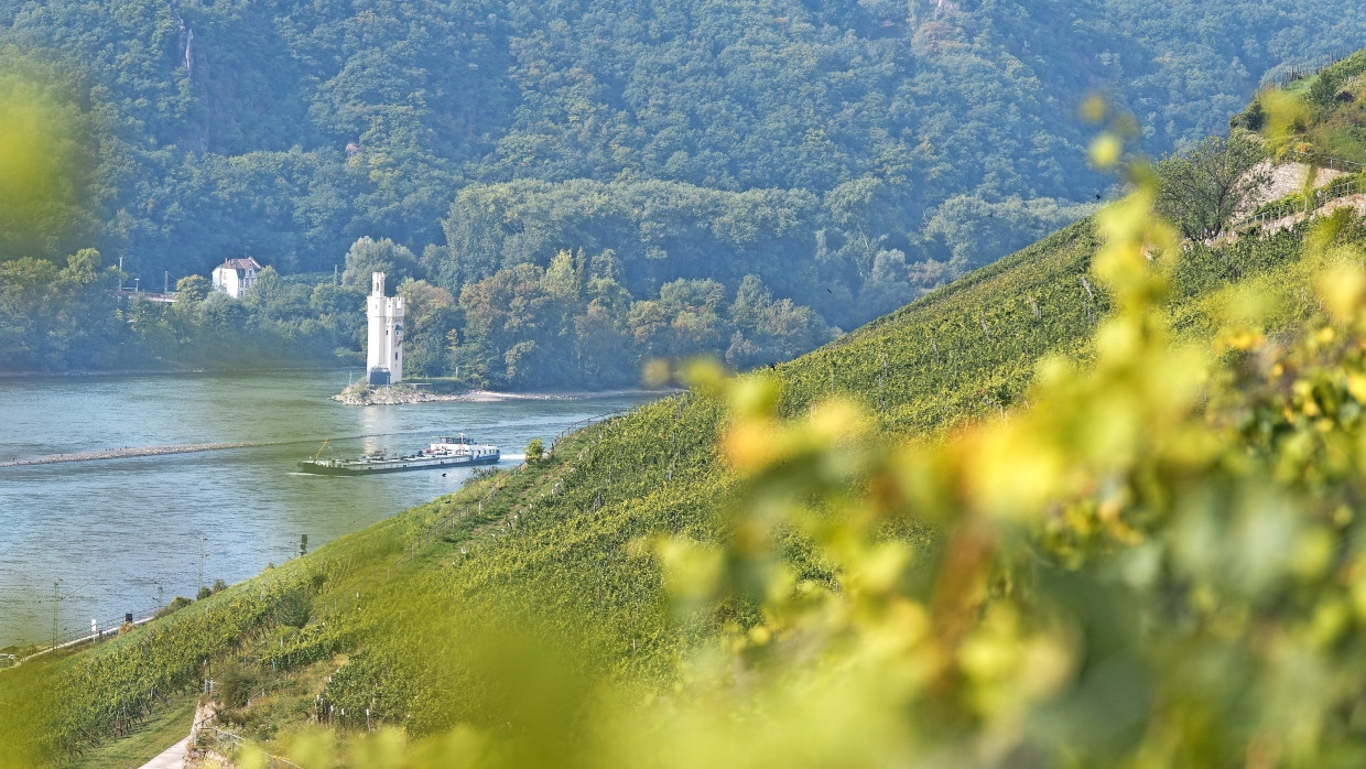 Steilste Hänge: Im Rheingau liegen sie zwischen Rüdesheim und Lorch.