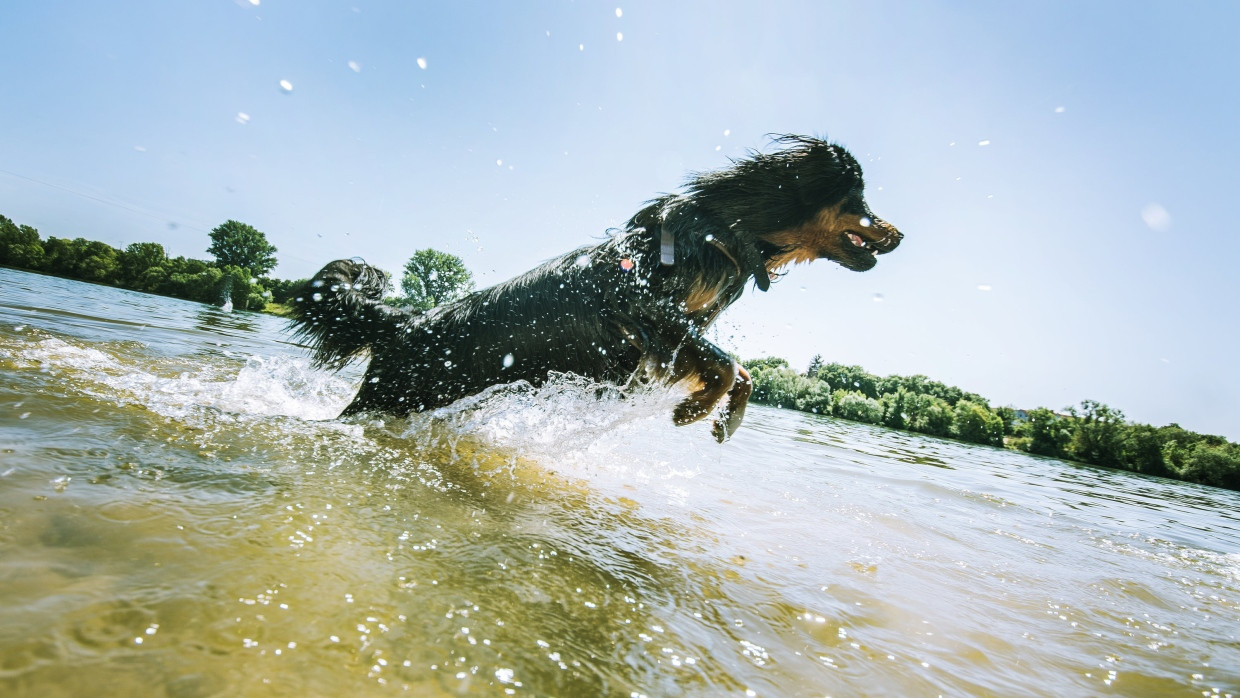 Sprung ins kühle Nass: Der Hovawart Hector tobt am Flörsheimer Hundestrand durchs Wasser.