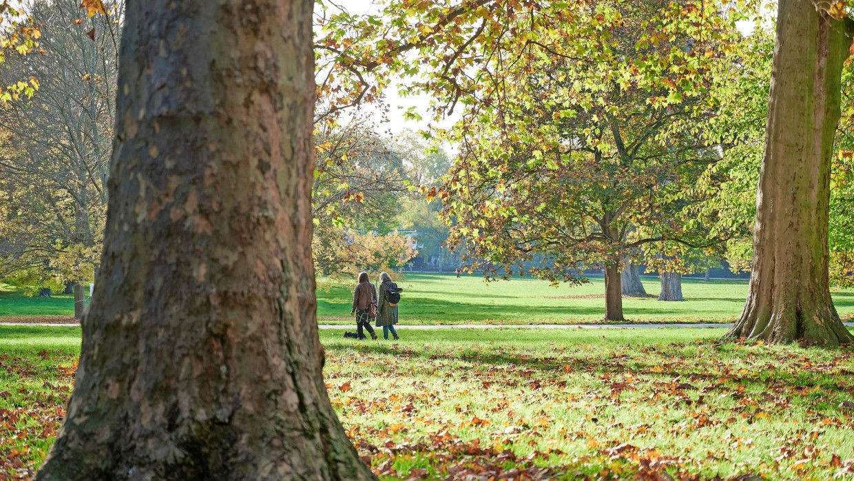 Unangetasteter Baumbestand: Der Grüneburgpark soll tief unter der Erde für die U 4 unterquert werden.