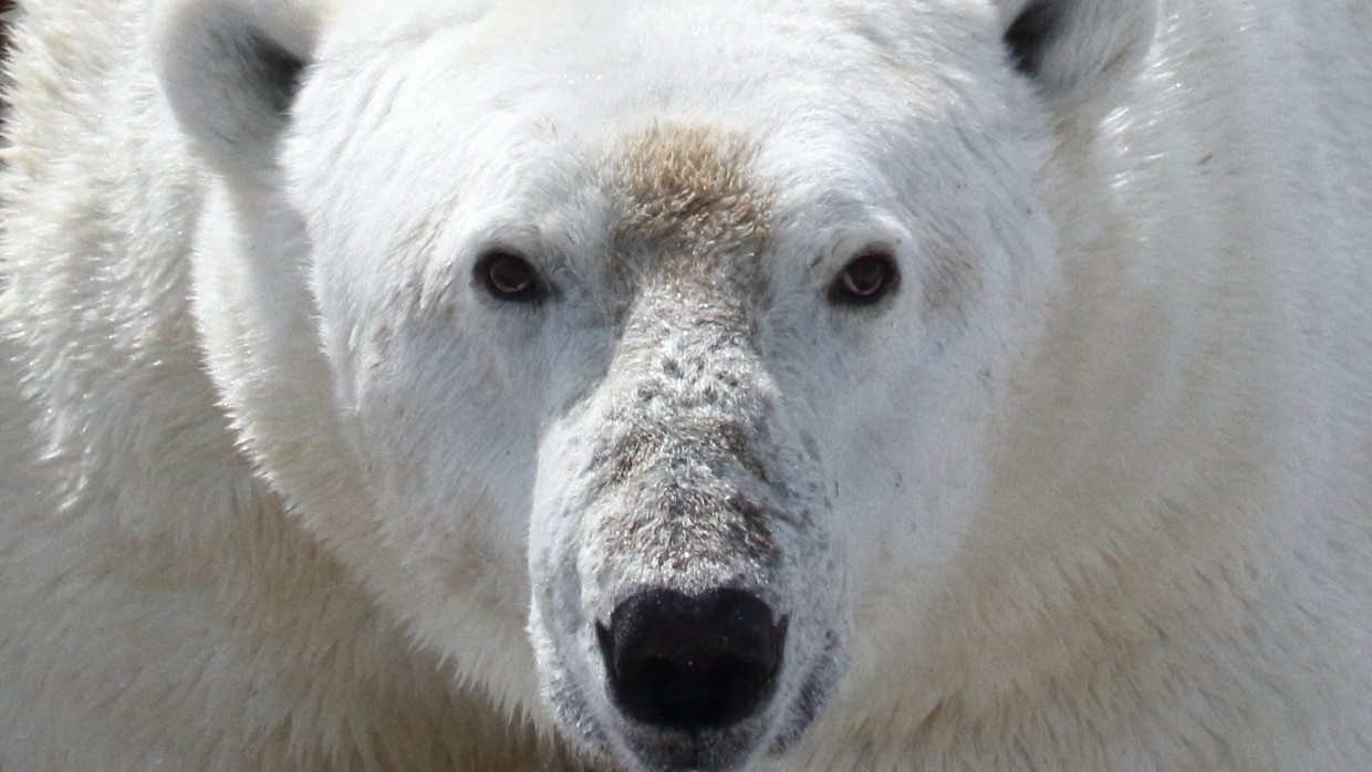 Eisbär in der Hudson Bay, Kanada