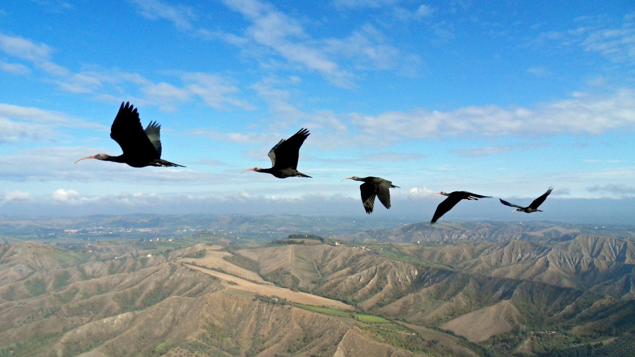 Waldrappen über der Toskana. Der stark gefährdete Zugvogel lernt die Flugroute von seinen Eltern.