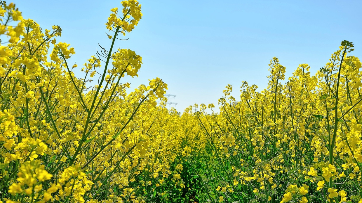 Eine wahre Freude nicht nur für Insekten: Blühendes Rapsfeld in der Nähe von Frankfurt.