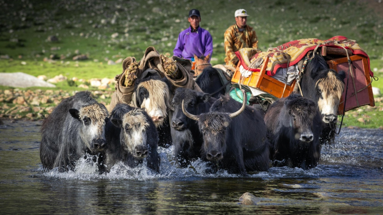 Nomaden ziehen mit Yaks in das Sommerquartier, aufgenommen in der mongolischen Provinz Bayanhongor.