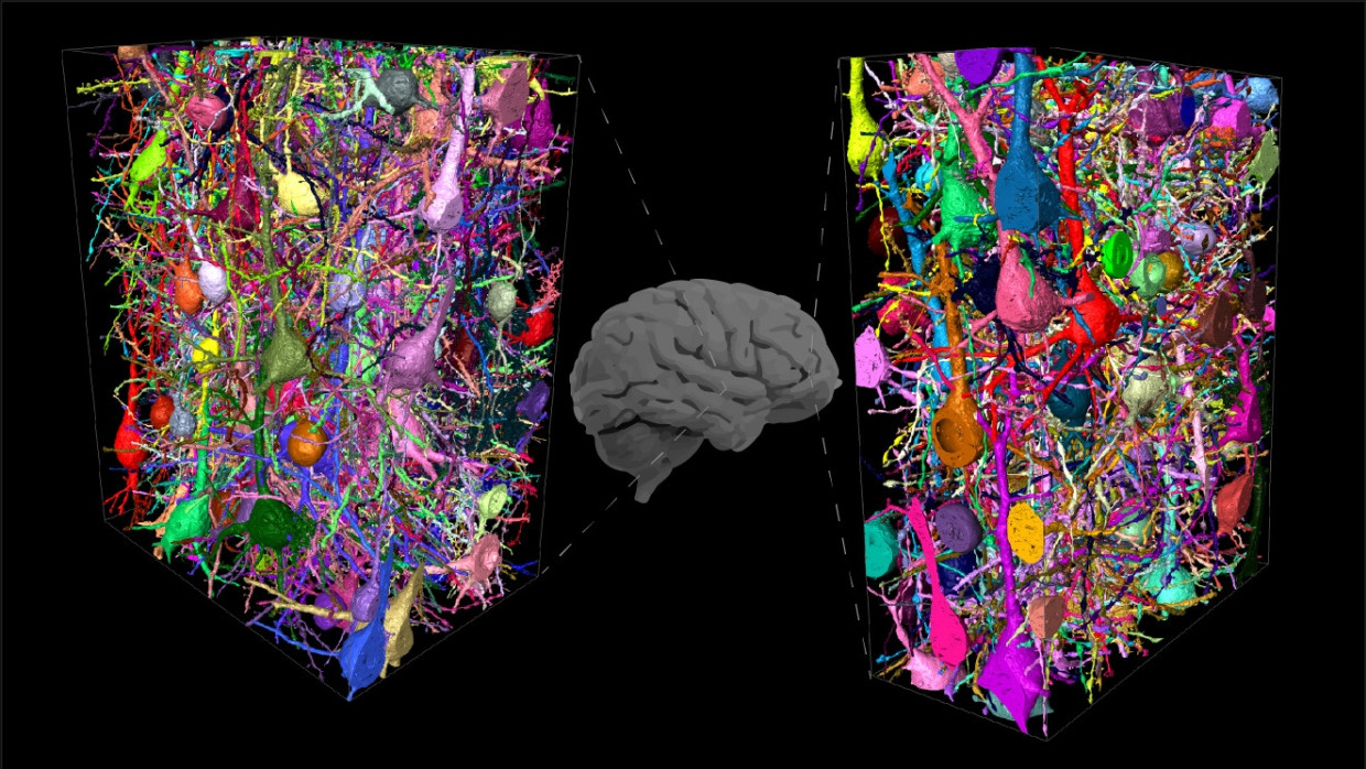 Neuronaler Schaltplan: Wie die Gehirnzellen miteinander verknüpft sind, untersucht der Frankfurter Leibniz-Preisträger Moritz Helmstaedter.