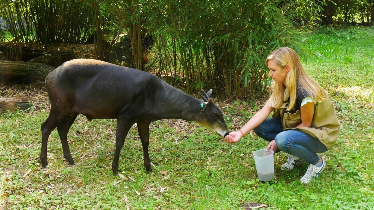 Guten Appetit: Gelbrückenducker Walter, ein Bewohner des Frankfurter Zoos, lässt sich sein Futter schmecken.