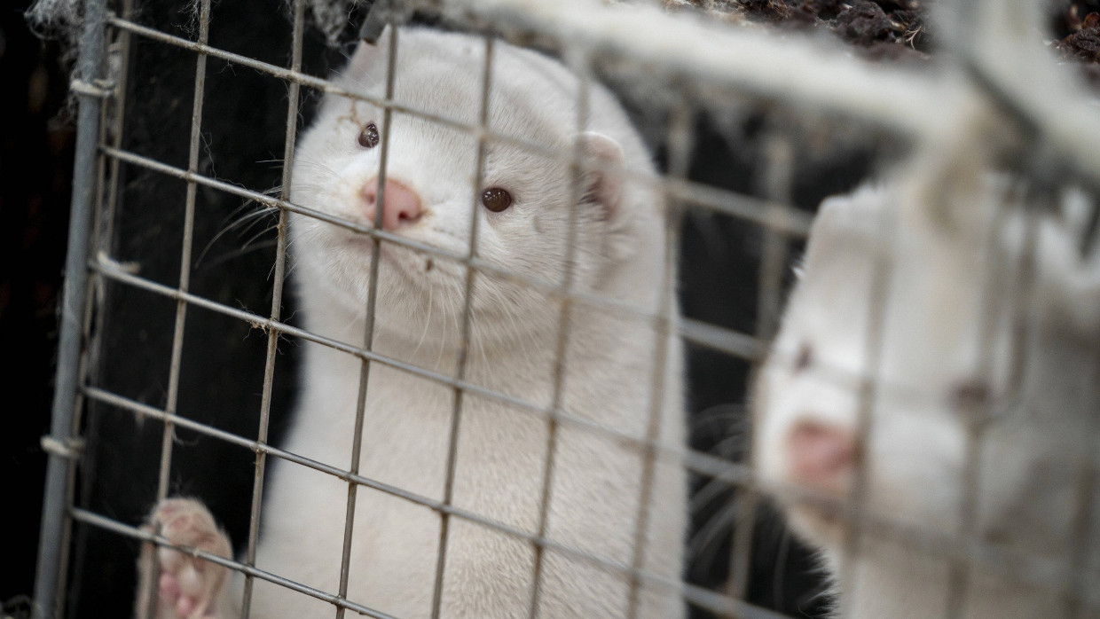 Nerze in einer dänischen Pelztierfarm