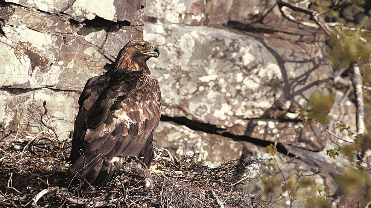 Ein Steinadler sitzt in seinem Netz: Wie zahlreiche andere Greifvogelarten ist bleihaltige Jagdmunition für ihn eine Gefahr.