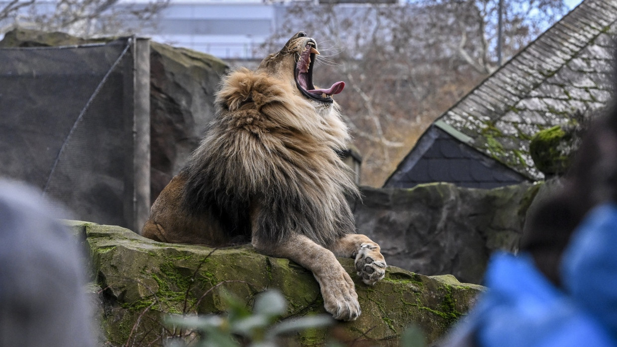 Ein Löwe gähnt entspannt im Berliner Zoo, der nach der Schließung wegen der Maul- und Klauenseuche wieder geöffnet ist.