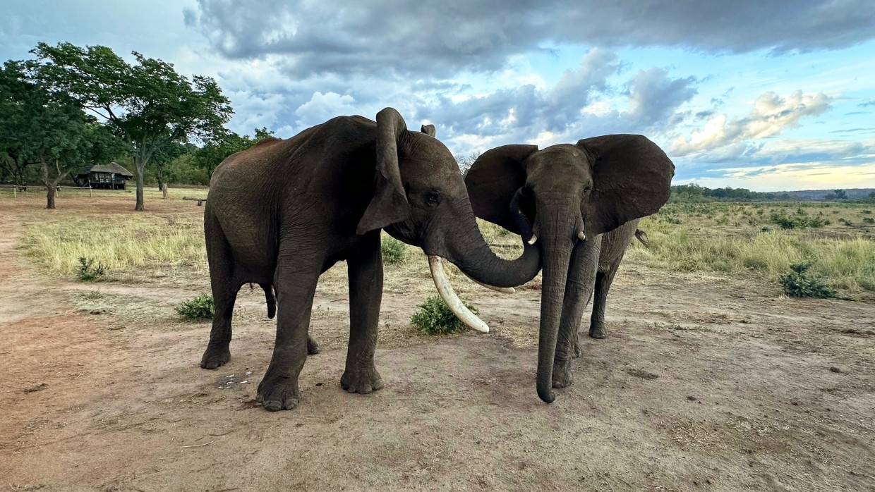 Bislang war unklar, ob die Tiere absichtlich unterschiedlich miteinander kommunizieren.