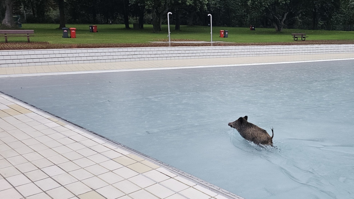 Eines der beiden Wildschweine im Rheinstrandbad Rappenwört in Karlsruhe