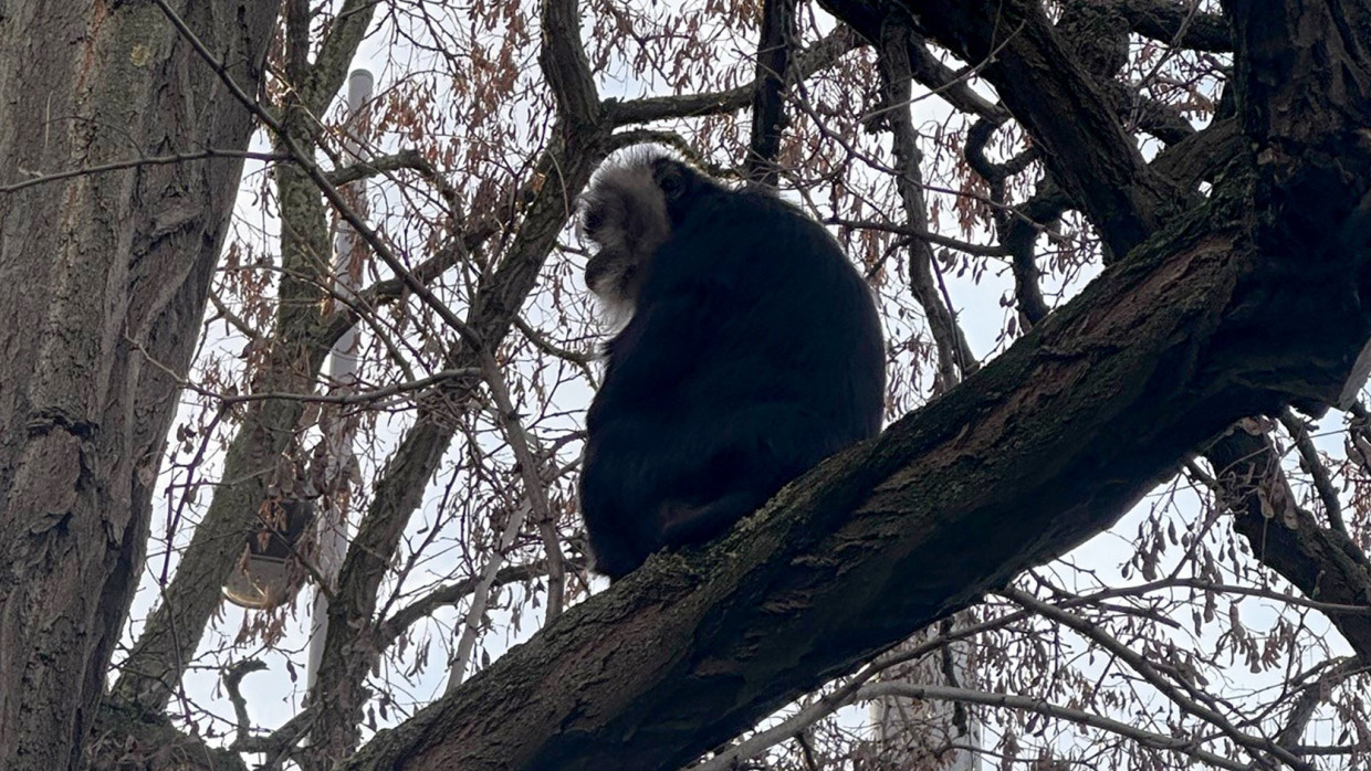 Bartaffe Ruma sitzt in einem Baum nahe eines Mehrfamilienhauses im Leipziger Stadtteil Reudnitz.