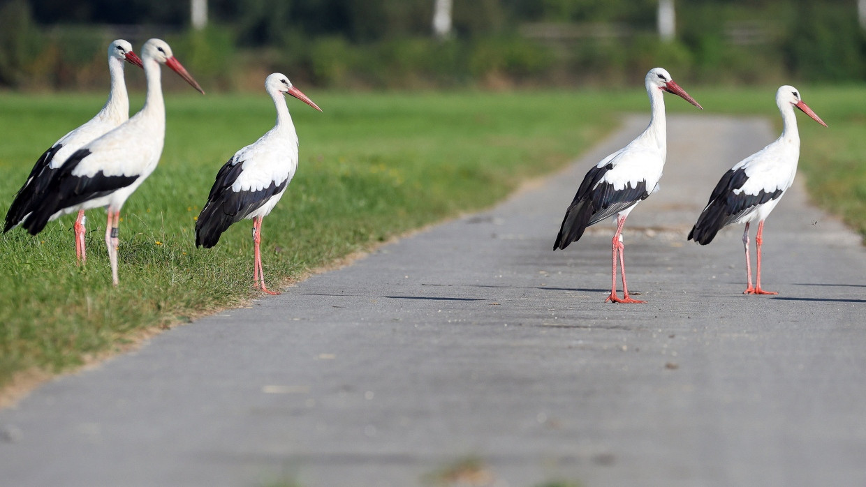 Störche stehen in einem Naturschutzgebiet nahe der Donau in Baden-Württembergv auf einem Weg.