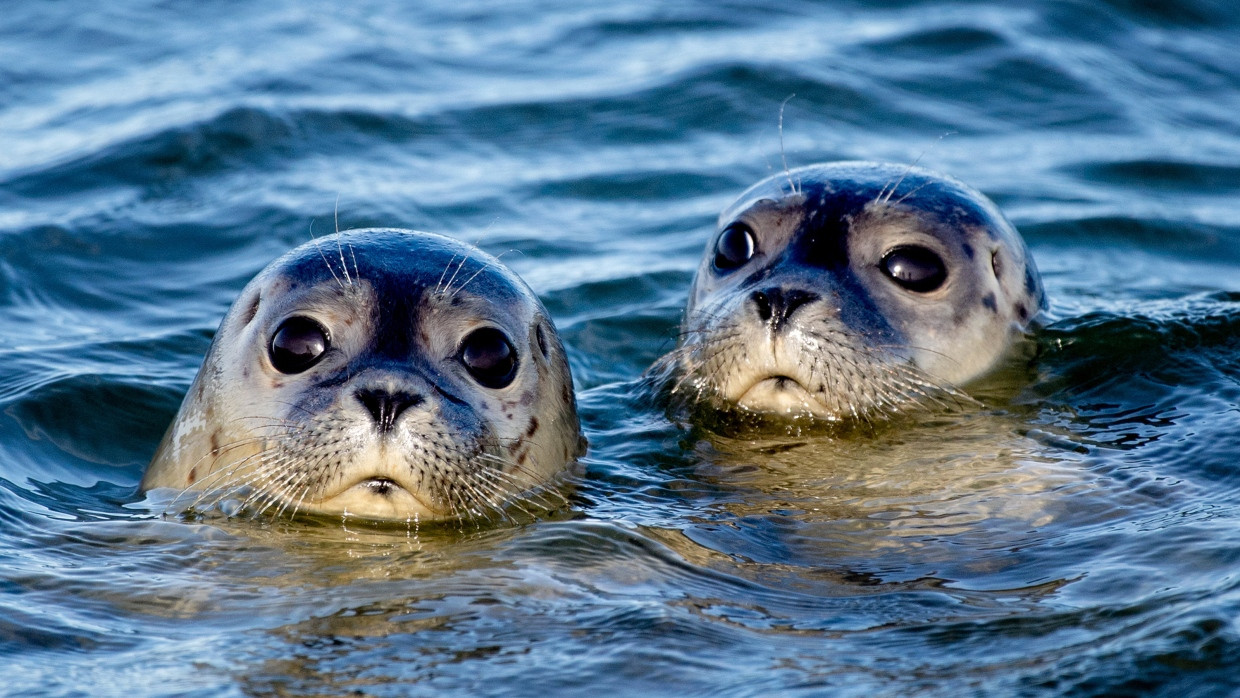 In ihrem gewöhnlichen Terrain:  Zwei Seehunde schwimmen am Ostende der Insel Juist in der Nordsee. (Symbolbild)