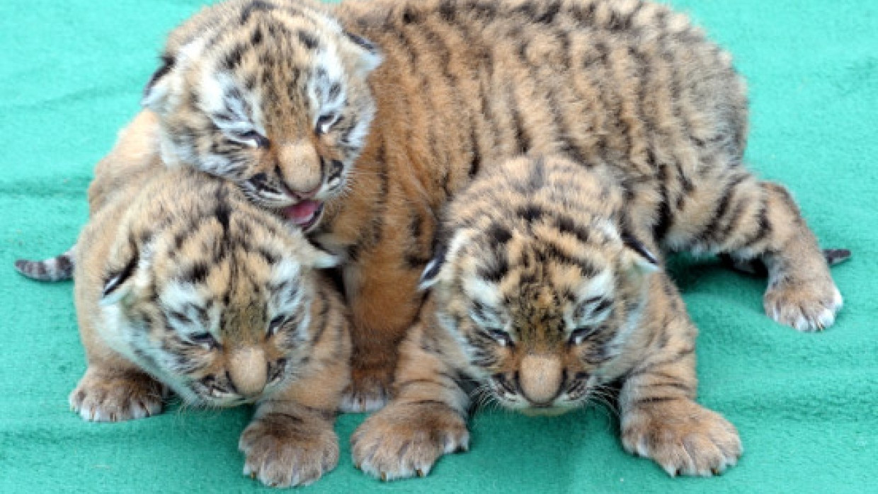 Diese Räubkätzchen aus dem Leipziger Zoo dürfen leben