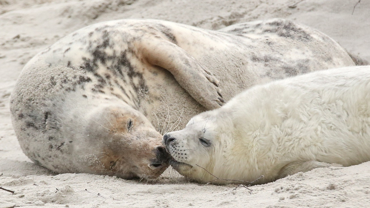 Eine junge Kegelrobbe und das Muttertier liegen 2014 am Strand der Düne vor der Hochseeinsel Helgoland.