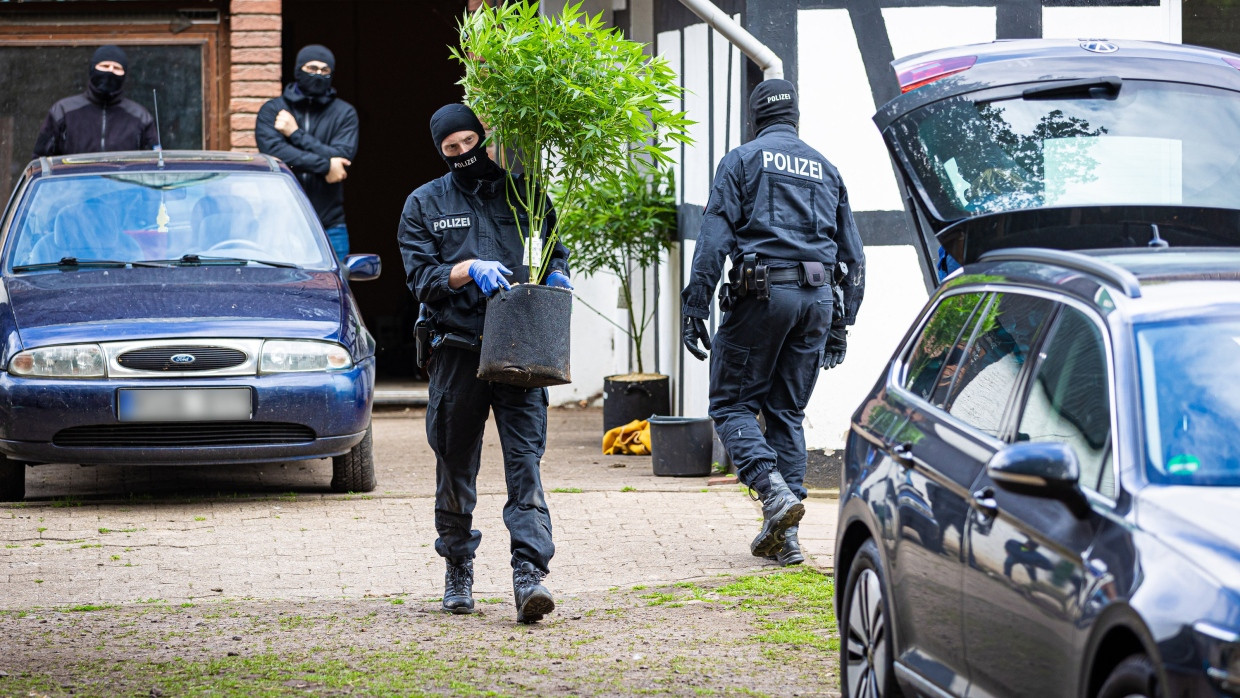 Juni 2024: Ein Polizist beschlagnahmt eine Hanfpflanze während einer Razzia auf einem Hof bei Espelkam in Nordrhein-Westfalen.