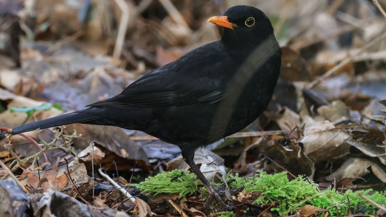 Fehlt in Gärten und Parks: die Amsel