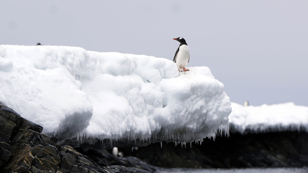 Für ihn wird das Eis immer dünner: Ein Eselpinguin steht an der Bransfieldstraße in der Antarktis.