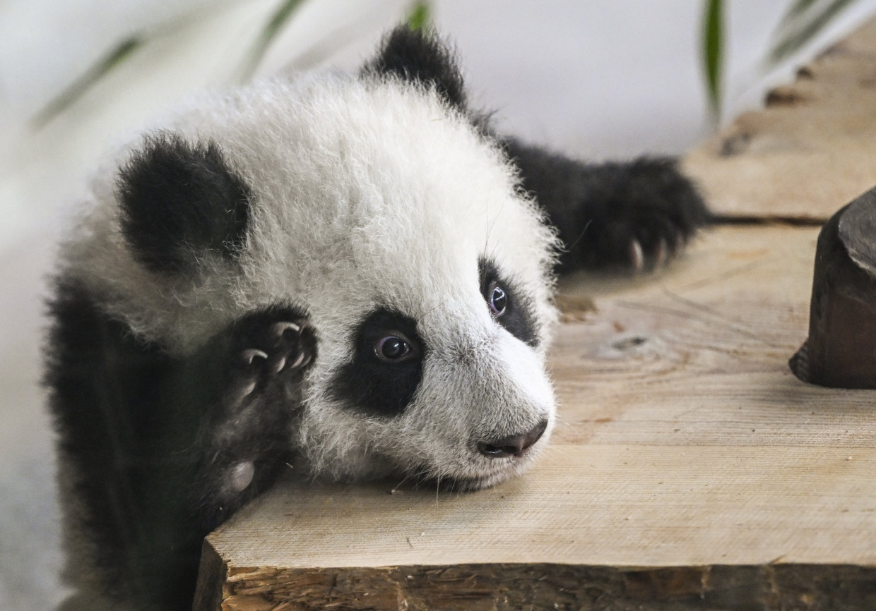 Auch die Pandas kann man im Zoo Berlin wieder bestaunen.