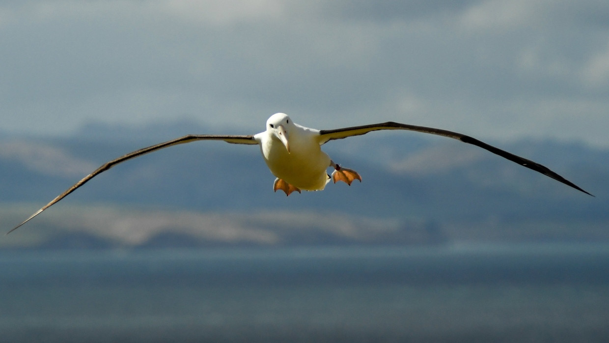 Symbolträchtiger Vogel der Vendée Globe: der Albatros