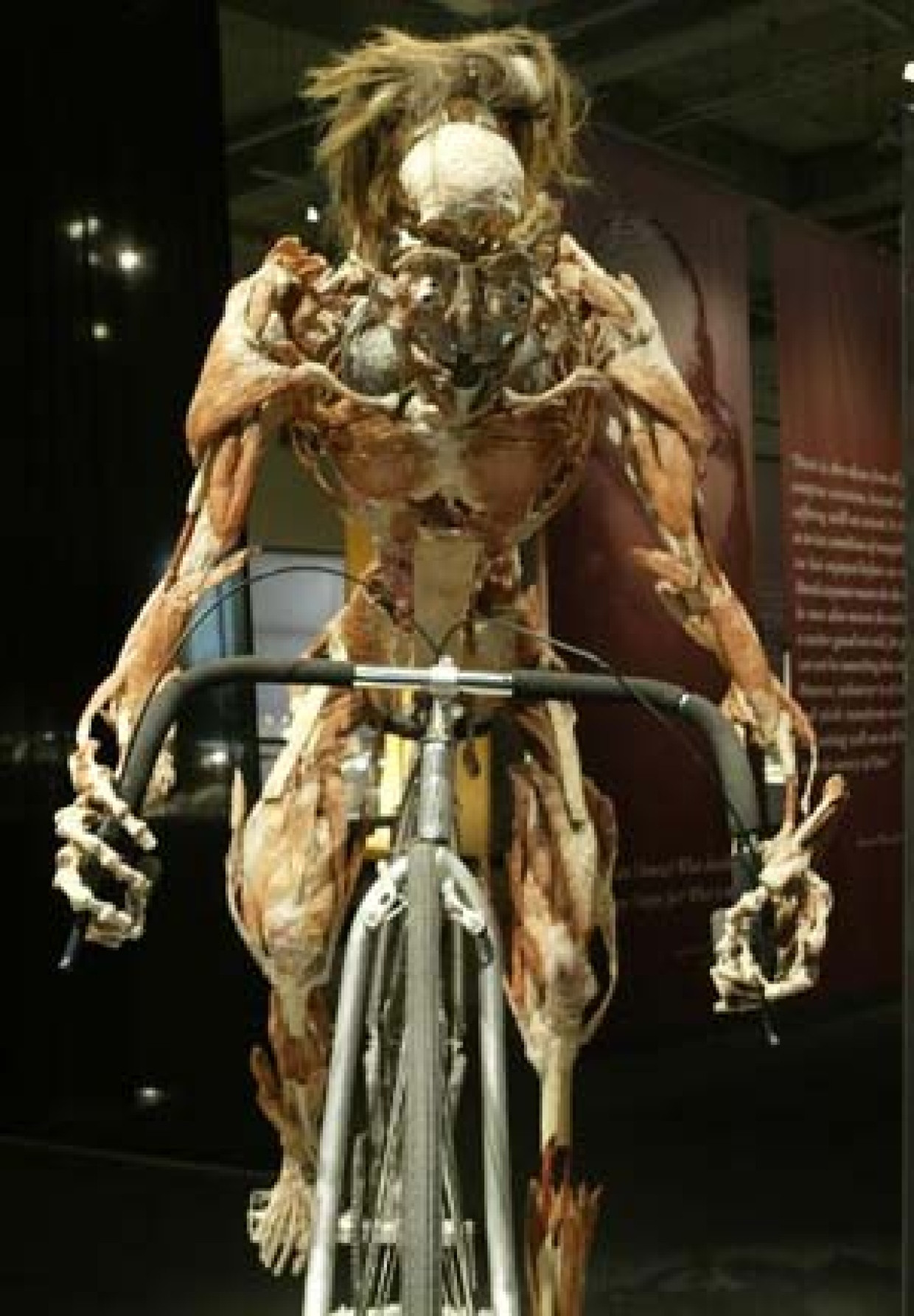 Plastinierter Mensch