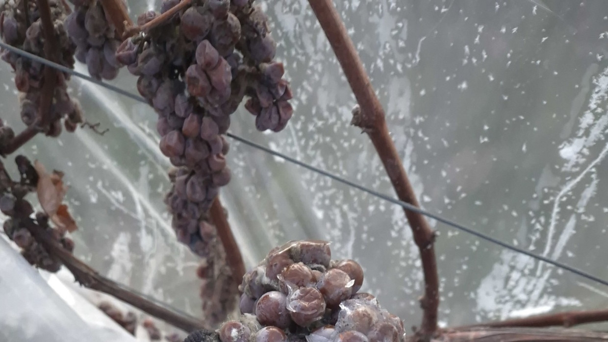 Eine Temperatur von mindestens minus sieben Grad ist Voraussetzung, um Eiswein ernten zu dürfen. An der Hessischen Bergstraße war es nun soweit.