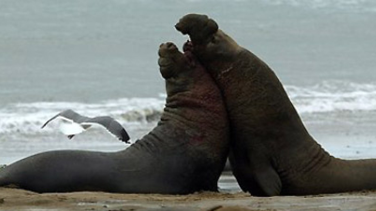 Männliche Seeelefanten am Strand des kalifornischen Ano Nuevo Naturreservats