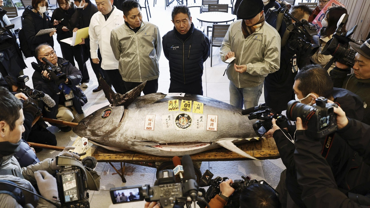 Ein Roter Thunfisch, der bei der ersten Auktion des Jahres 207 Millionen Yen (rund 1.3 Millionen Euro) erzielte, wird auf dem Toyosu-Markt in Tokio ausgestellt.