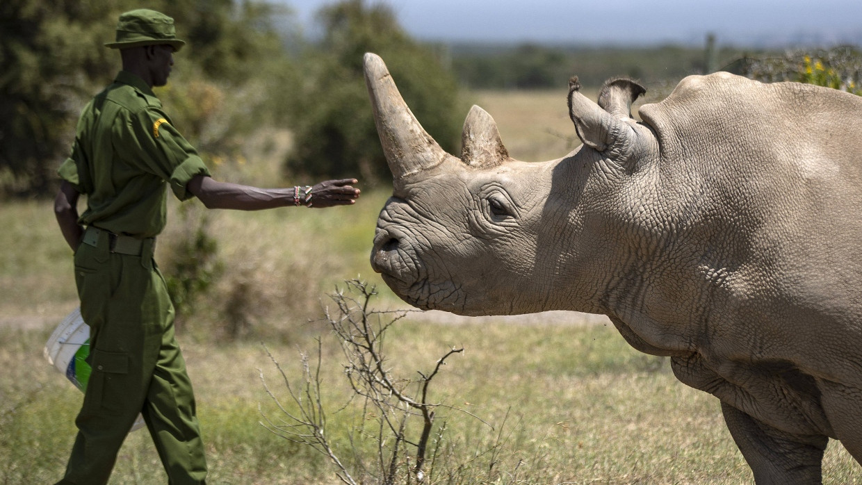 Die letzten beiden Nördlichen Breitmaulnashörner werden im Wildreservat Ol Pejeta in Kenia rund um die Uhr von Rangern bewacht.