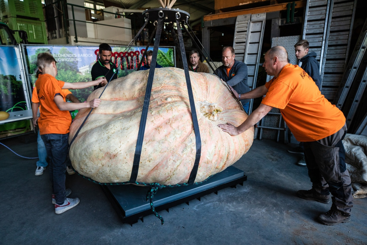 Fruchteinwaage 1217,5 kg: Der Weltrekord-Kürbis des Italieners Stefano Cutrupi