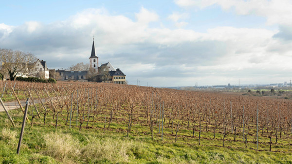 Umzüge, Bauarbeiten, neue Möglichkeiten: Die Weinberge bei Hochheim sind in Gefahr durch die Starkstromtrasse Rhein-Main-Link.