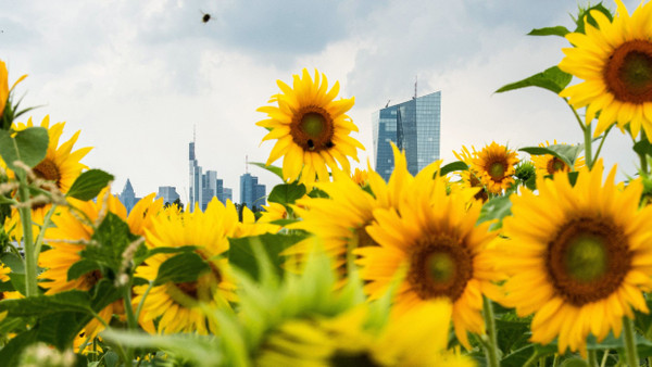 Sonnenblumen in der Nähe der Europäischen Zentralbank im Sommer.