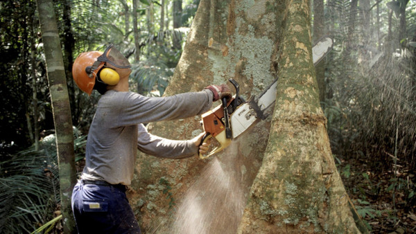 Ein Holzfäller im Regenwald des Amazonas: Wie lässt sich die Natur schützen?