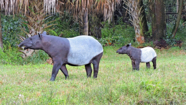 Mit typischem Muster: Künftig sollen Schabrackentapire auch in einer Asien-Anlage des Opel-Zoos leben.