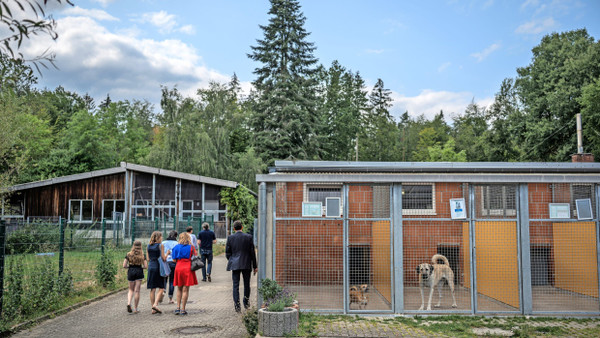 Hinter Gittern: Einige Hunde sind seit Jahren im Zwinger des Tierheims im Hochtaunus eingesperrt, weil sie niemand will.