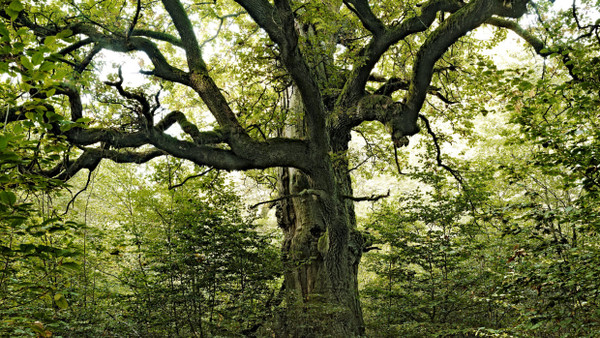 Schützenswert: Alte Bäume spielen für das Ökosystem Wald eine wichtige Rolle.