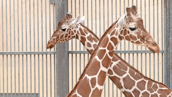 Aufrecht: Eine Sehne gibt der Giraffe Halt. Die Tiere haben nicht mehr Halswirbel als Menschen, aber viel größere, wie ein Modell im Giraffenhaus zeigt. Zoopädagoge  Martin Becker (Foto unten, mit Weste) kennt die Tiere in allen Lebensphasen. Zootierbiologe Paul Dierkes beobachtet sie auch in anderen Zoos und in der Wildbahn.