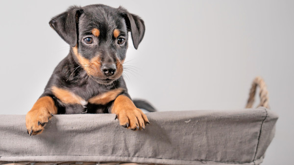 Kein Plüsch: Auch der Jack-Russell-Welpe wird die Halter fordern.