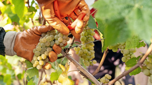 Ruinöser Preiswettbewerb im Weinbau: Winzer klagen inzwischen, dass die Erlöse für Fasswein unter den Produktionskosten liegen.