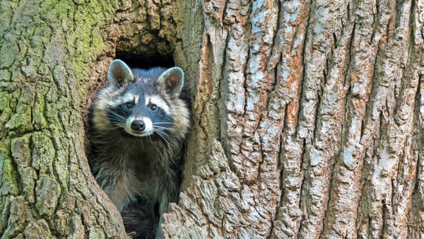 Kleiner Räuber: Waschbären mögen putzig aussehen, sie fügen der heimischen Tierwelt jedoch großen Schaden zu.