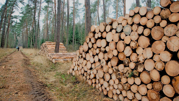 Überfordert: Die Nachfrage nach Holz ist größer als das Angebot.