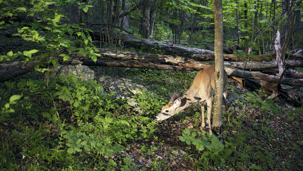 Der Natur so nah: Reh in den Shenandoah Mountains, durch die der Appalachian Trail verläuft