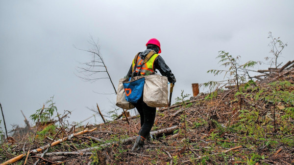 Klimaschutz über Aufforstung: Gerodeter Wald in Kanada