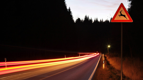 Gefahr in der Dämmerung: In der dunklen Jahreszeit nehmen Verkehrsunfälle mit Wildtieren deutlich zu.