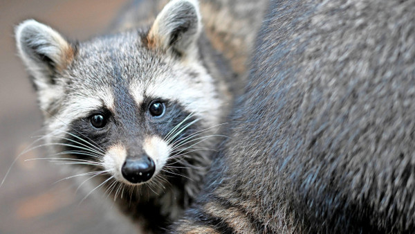 Der Waschbär, eine invasive Art, die bei der Zusammenstellung ihres Speiseplans nicht zwischen bedrohten und nicht bedrohten Arten unterscheidet.