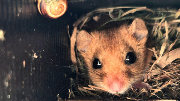 Eine Haselmaus wurde in einer Neströhre auf der Grünbrücke Kiebitzholm über der A 21 entdeckt.