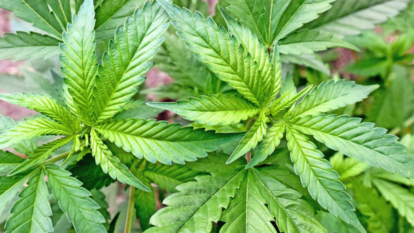 Rauschmittel: Solche Cannabis-Pflanzen sollen im Lauf des nächsten Jahres legal in Wiesbaden angebaut werden. Noch aber gibt es keine Erlaubnis.