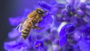 Während die Insekten sterben, wagt die Politik weniger Ökologie