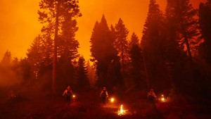 Feuerwerk auf Party löst Waldbrand aus